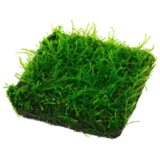 Vesicularia ferriei 'Weeping'